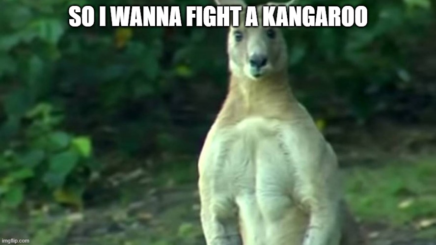 so i wanna fight a kangaroo | SO I WANNA FIGHT A KANGAROO | made w/ Imgflip meme maker