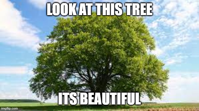 look at it | LOOK AT THIS TREE; ITS BEAUTIFUL | made w/ Imgflip meme maker