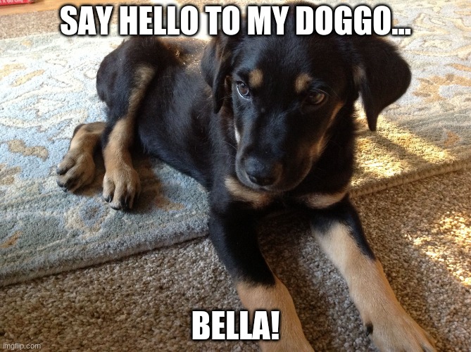 doggo | SAY HELLO TO MY DOGGO... BELLA! | image tagged in doggo,happy | made w/ Imgflip meme maker
