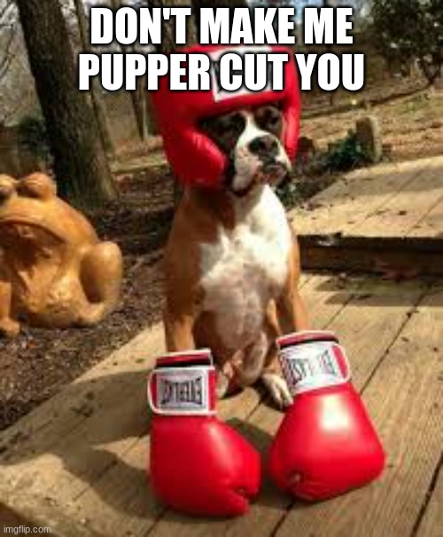 UPPERCUT---PUPPERCUT | DON'T MAKE ME PUPPER CUT YOU | image tagged in boxing dog | made w/ Imgflip meme maker