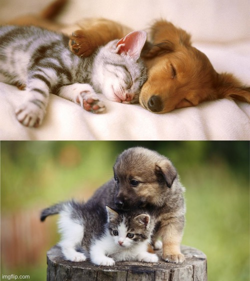 Just some photos of cats and dogs to make your day :) | image tagged in cats,puppy,cute | made w/ Imgflip meme maker