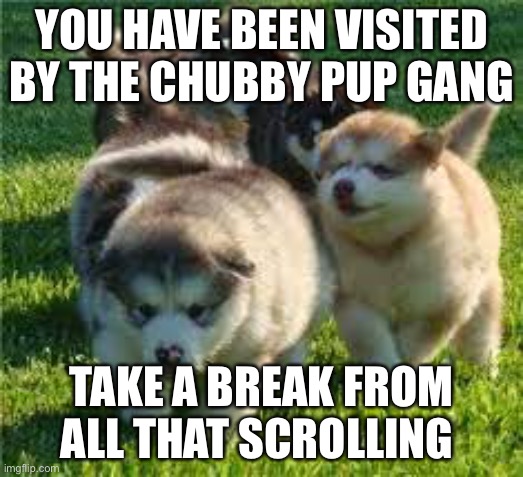 YOU HAVE BEEN VISITED BY THE CHUBBY PUP GANG; TAKE A BREAK FROM ALL THAT SCROLLING | image tagged in fun | made w/ Imgflip meme maker
