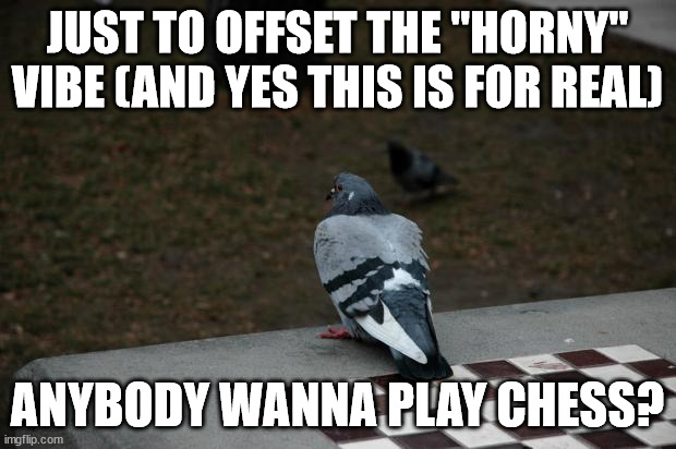 pls | JUST TO OFFSET THE "HORNY" VIBE (AND YES THIS IS FOR REAL); ANYBODY WANNA PLAY CHESS? | image tagged in pigeon shitting on chess board | made w/ Imgflip meme maker