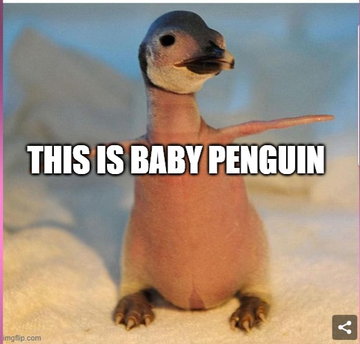 baby penguin | THIS IS BABY PENGUIN | image tagged in penguin | made w/ Imgflip meme maker
