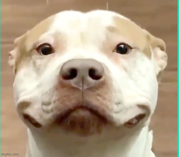 I am dead inside | image tagged in i am dead inside | made w/ Imgflip meme maker