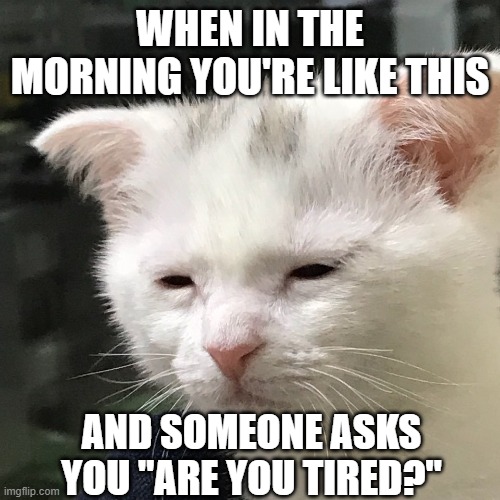 No, I'm just "resting" my eyes | WHEN IN THE MORNING YOU'RE LIKE THIS; AND SOMEONE ASKS YOU "ARE YOU TIRED?" | image tagged in i'm awake but at what cost,memes | made w/ Imgflip meme maker