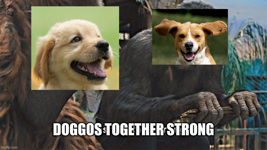 DOGGOS TOGETHER STRONG | image tagged in ape together strong | made w/ Imgflip meme maker