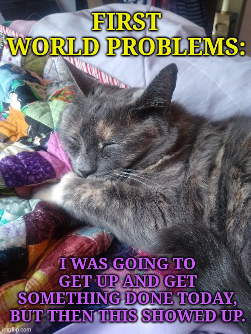 An Impenetrable Force | FIRST WORLD PROBLEMS:; I WAS GOING TO GET UP AND GET SOMETHING DONE TODAY, BUT THEN THIS SHOWED UP. | image tagged in cats,first world problems,excuses,getting up,surprise,impenetrable force | made w/ Imgflip meme maker