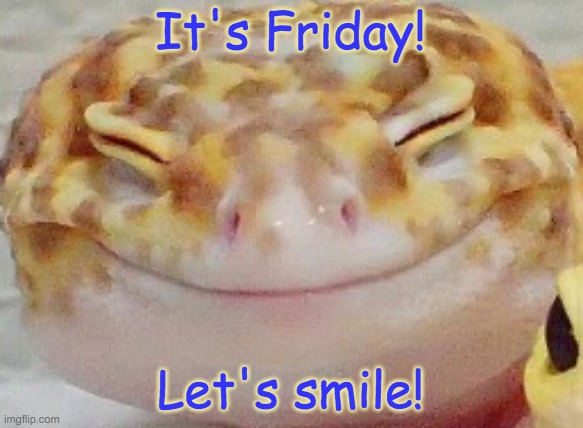 Live from the Cute-no-sneeze stream | It's Friday! Let's smile! | image tagged in extended happy,gecko,cute | made w/ Imgflip meme maker