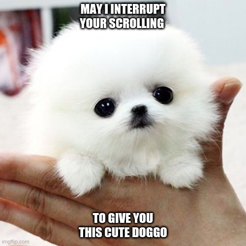 cute animal | MAY I INTERRUPT YOUR SCROLLING; TO GIVE YOU THIS CUTE DOGGO | image tagged in cute animal | made w/ Imgflip meme maker
