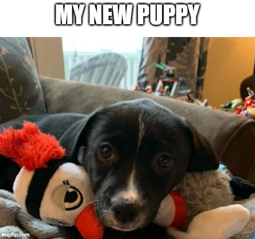 Her name is Harper | MY NEW PUPPY | image tagged in blank white template,puppy,cute puppy,doge | made w/ Imgflip meme maker