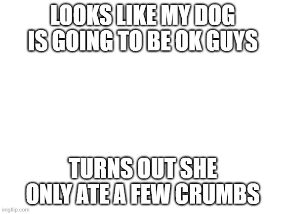 Blank White Template | LOOKS LIKE MY DOG IS GOING TO BE OK GUYS; TURNS OUT SHE ONLY ATE A FEW CRUMBS | image tagged in blank white template | made w/ Imgflip meme maker