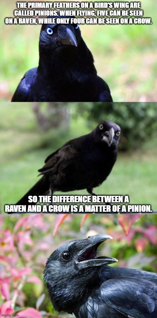 bad pun crow | THE PRIMARY FEATHERS ON A BIRD'S WING ARE CALLED PINIONS. WHEN FLYING, FIVE CAN BE SEEN ON A RAVEN, WHILE ONLY FOUR CAN BE SEEN ON A CROW. SO THE DIFFERENCE BETWEEN A RAVEN AND A CROW IS A MATTER OF A PINION. | image tagged in bad pun crow | made w/ Imgflip meme maker