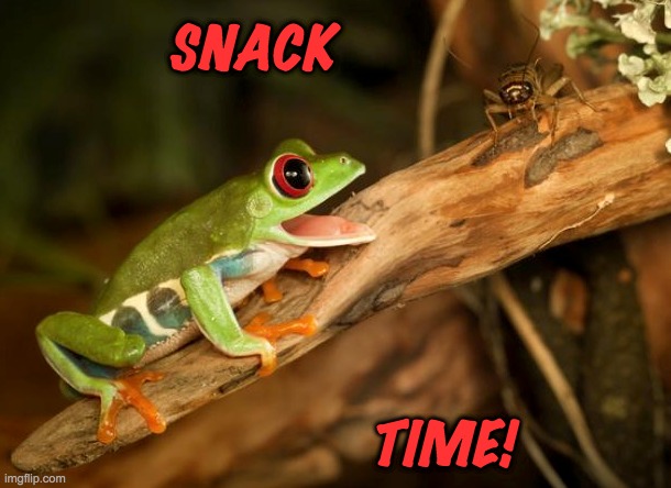 For the treat-loving people | SNACK; TIME! | image tagged in frog,cute,treat,snack | made w/ Imgflip meme maker