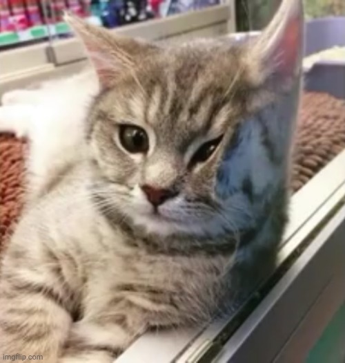 it's adorable | image tagged in cute cat,cats | made w/ Imgflip meme maker