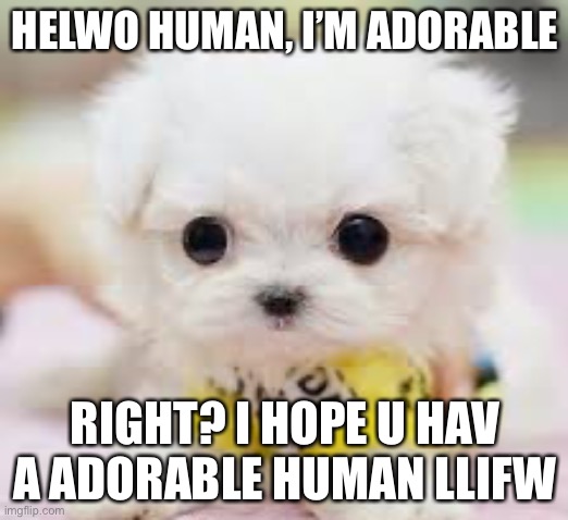 Doggo | HELWO HUMAN, I’M ADORABLE; RIGHT? I HOPE U HAV A ADORABLE HUMAN LLIFW | image tagged in doggo,so cute,dogs,fun,cute,cute puppies | made w/ Imgflip meme maker