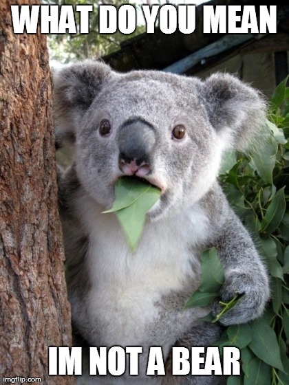 Surprised Koala | WHAT DO YOU MEAN IM NOT A BEAR | image tagged in memes,surprised coala | made w/ Imgflip meme maker