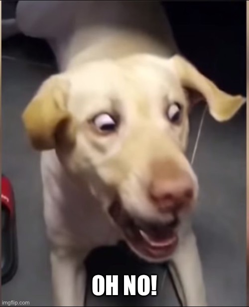 DOG SCARED | OH NO! | image tagged in dog scared | made w/ Imgflip meme maker