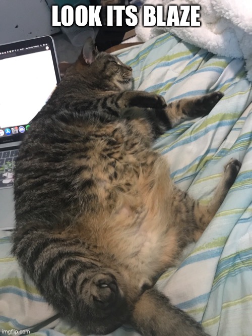 Not my cat | LOOK ITS BLAZE | made w/ Imgflip meme maker