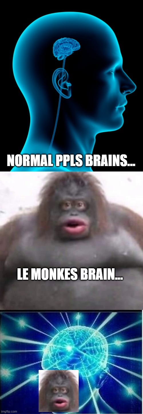 Le monke | NORMAL PPLS BRAINS... LE MONKES BRAIN... | image tagged in small brain,le monke,memes,expanding brain | made w/ Imgflip meme maker