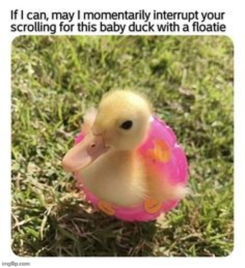 image tagged in wholesome,duck | made w/ Imgflip meme maker