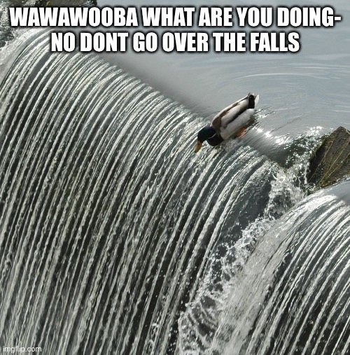 Duck over waterfall | WAWAWOOBA WHAT ARE YOU DOING-

NO DONT GO OVER THE FALLS | image tagged in duck over waterfall | made w/ Imgflip meme maker