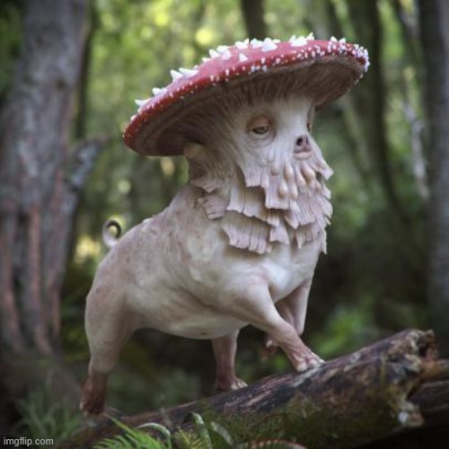 what am i doing with my life? | made w/ Imgflip meme maker