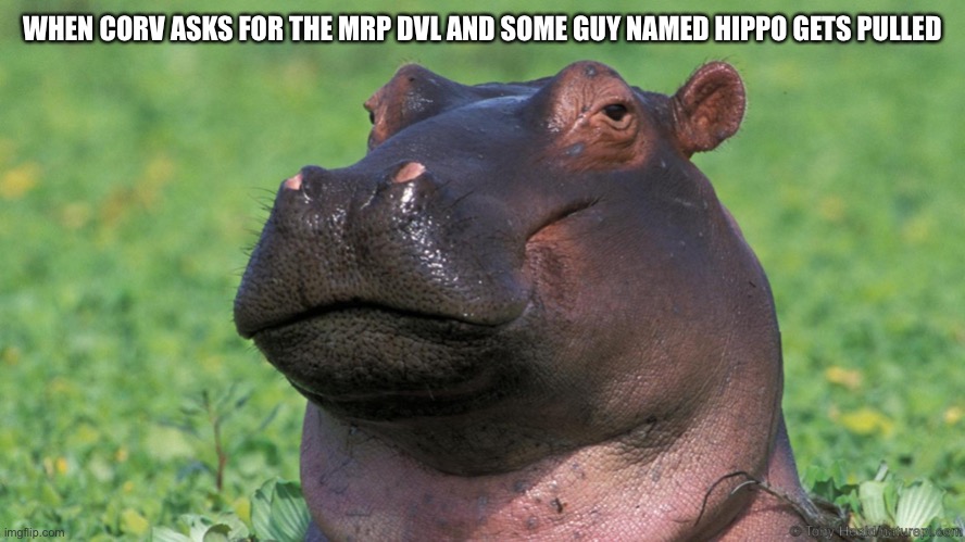 Unamused Hippo | WHEN CORV ASKS FOR THE MRP DVL AND SOME GUY NAMED HIPPO GETS PULLED | image tagged in unamused hippo | made w/ Imgflip meme maker