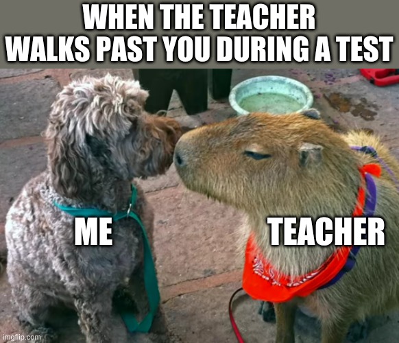 When a teacher walks past you during a test | WHEN THE TEACHER WALKS PAST YOU DURING A TEST; ME; TEACHER | image tagged in test,teacher,school,dog | made w/ Imgflip meme maker
