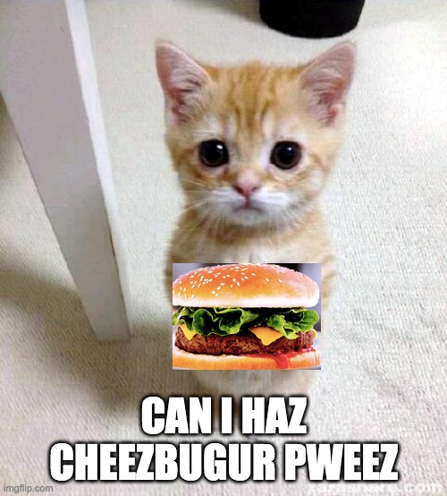 CHEEZBURGUR | CAN I HAZ CHEEZBUGUR PWEEZ | image tagged in memes,cute cat | made w/ Imgflip meme maker