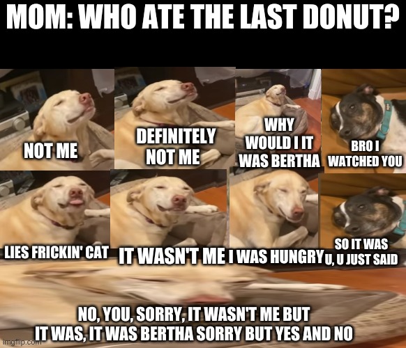 When Your Guilty.....and try DESPERATELY to hide it... | MOM: WHO ATE THE LAST DONUT? WHY WOULD I IT WAS BERTHA; BRO I WATCHED YOU; DEFINITELY NOT ME; NOT ME; IT WASN'T ME; LIES FRICKIN' CAT; SO IT WAS U, U JUST SAID; I WAS HUNGRY; NO, YOU, SORRY, IT WASN'T ME BUT IT WAS, IT WAS BERTHA SORRY BUT YES AND NO | image tagged in guilty,dog,lies | made w/ Imgflip meme maker