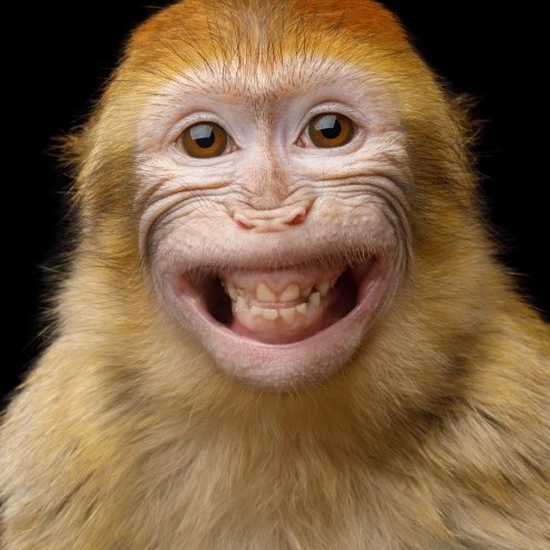 Monkey-Human Blank Meme Template