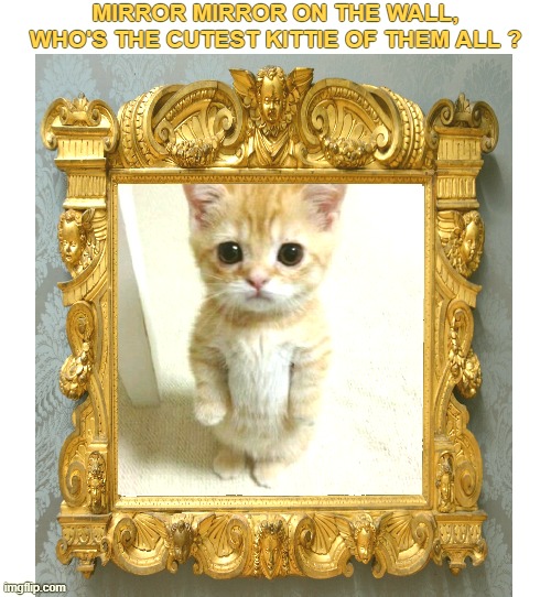 Mirror mirror on the wall |  MIRROR MIRROR ON THE WALL,
WHO'S THE CUTEST KITTIE OF THEM ALL ? | image tagged in cute cat,fairy tail,funny,meme,mirror mirror | made w/ Imgflip meme maker