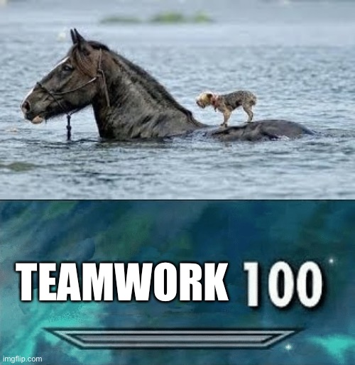 tiny dog! | TEAMWORK | image tagged in skyrim skill meme,funny,memes,funny memes,barney will eat all of your delectable biscuits,dogs | made w/ Imgflip meme maker
