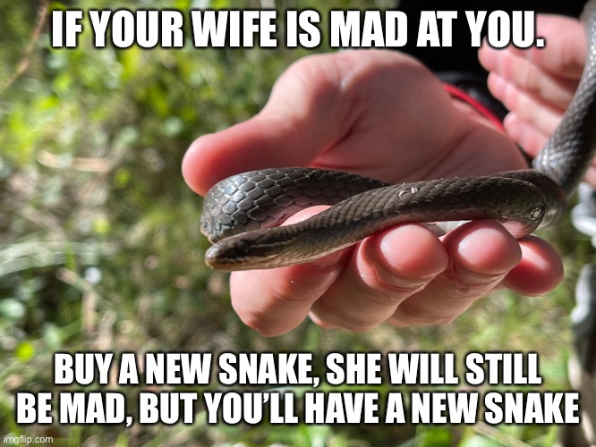 Buy a new snake. | IF YOUR WIFE IS MAD AT YOU. BUY A NEW SNAKE, SHE WILL STILL BE MAD, BUT YOU’LL HAVE A NEW SNAKE | image tagged in snakes of australia,owning snakes,pet snakes | made w/ Imgflip meme maker