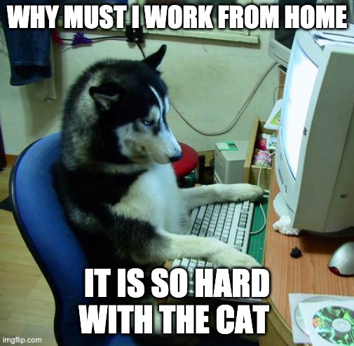 dogs at work | WHY MUST I WORK FROM HOME; IT IS SO HARD WITH THE CAT | image tagged in memes,i have no idea what i am doing,funny,animals,dogs,dog | made w/ Imgflip meme maker