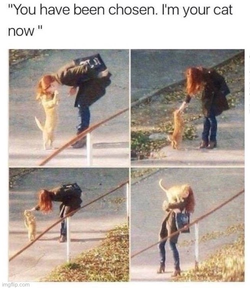 cat | image tagged in cats | made w/ Imgflip meme maker