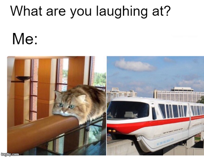 Monorail Cat | What are you laughing at? Me: | image tagged in funny memes | made w/ Imgflip meme maker