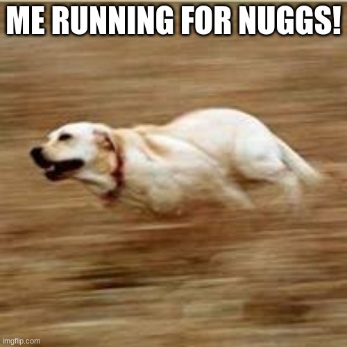 Speedy doggo | ME RUNNING FOR NUGGS! | image tagged in speedy doggo | made w/ Imgflip meme maker