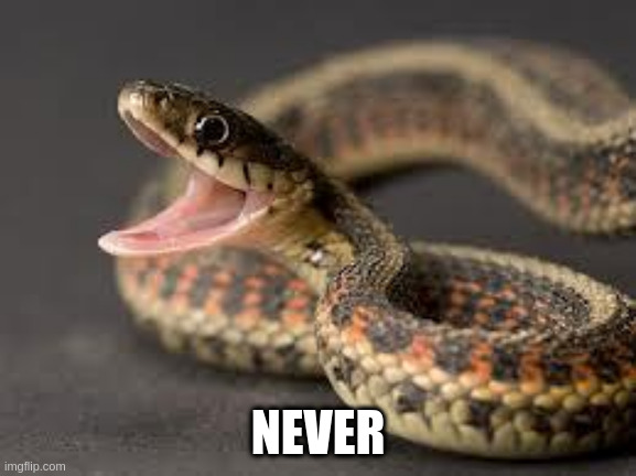 Warning Snake | NEVER | image tagged in warning snake | made w/ Imgflip meme maker
