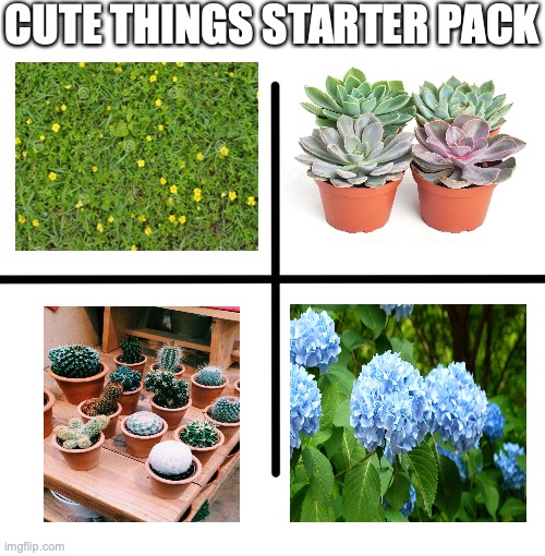 My favorite types of plants | CUTE THINGS STARTER PACK | image tagged in memes,blank starter pack,plants,cute | made w/ Imgflip meme maker