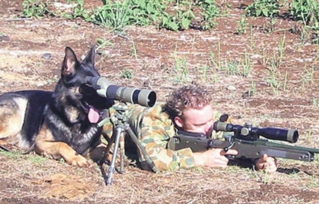 Sniper dog | image tagged in sniper dog | made w/ Imgflip meme maker