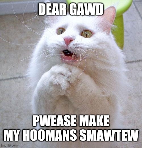 Begging Cat | DEAR GAWD; PWEASE MAKE MY HOOMANS SMAWTEW | image tagged in begging cat | made w/ Imgflip meme maker