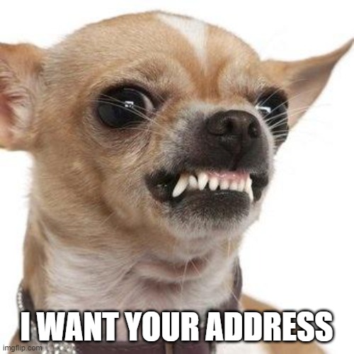 Angry chihuahua  | I WANT YOUR ADDRESS | image tagged in angry chihuahua | made w/ Imgflip meme maker