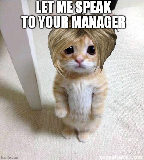 Cute Cat Meme | LET ME SPEAK TO YOUR MANAGER | image tagged in memes,cute cat | made w/ Imgflip meme maker