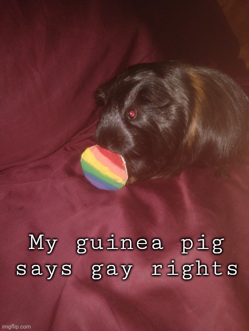 My guinea pig says gay rights | image tagged in i'll approve this,but,it might start arguments | made w/ Imgflip meme maker