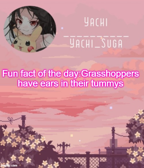 Yachis temp | Fun fact of the day:Grasshoppers have ears in their tummys | image tagged in yachis temp | made w/ Imgflip meme maker