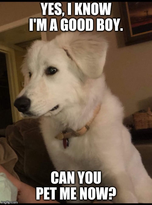 KAMRAN DOGGO | YES, I KNOW I'M A GOOD BOY. CAN YOU PET ME NOW? | image tagged in kamran doggo | made w/ Imgflip meme maker