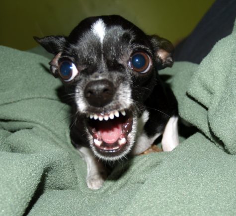 Angry Chihuahua Blank Meme Template