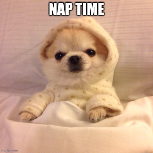 Sleep Tight Pupper | NAP TIME | image tagged in sleep tight pupper | made w/ Imgflip meme maker